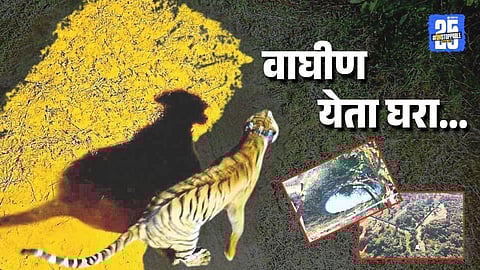 “Sahyadri Celebrates Tadoba’s Chanda with Colorful Haldi Ceremony”