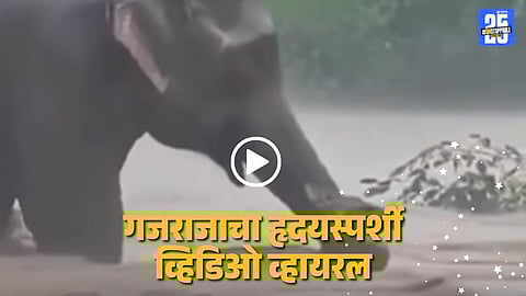 elephant saves deer