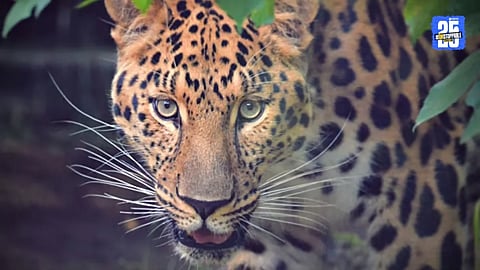 Leopard Sighting in Lohegaon