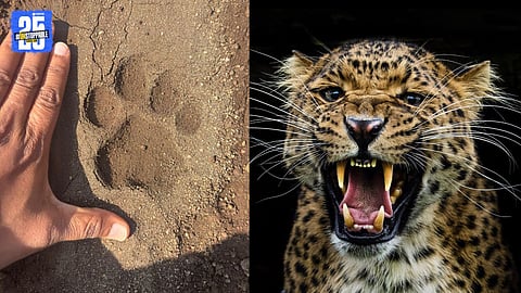 leopard Paw Prints Found