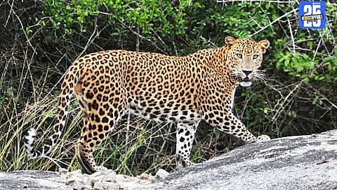 “Rising leopard attacks prompt government review of compensation for affected families and farmers.