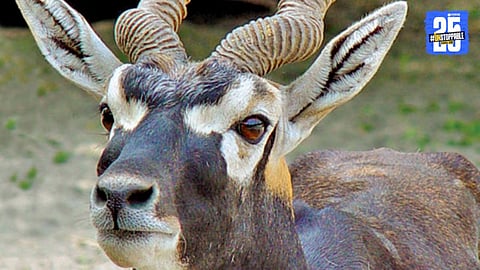 “Rani Chennamma Zoo under scrutiny as blackbuck deaths rise to 31 within days.”