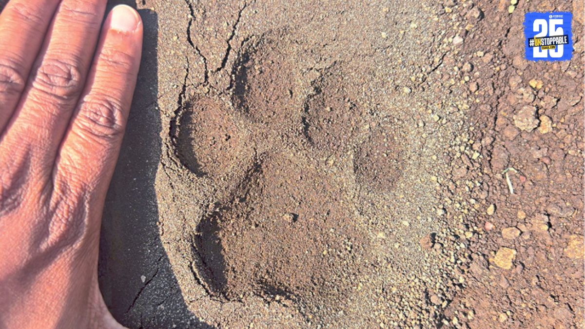  Leopard Spotted in sangli