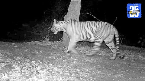 Tiger spotted in Kolhapur