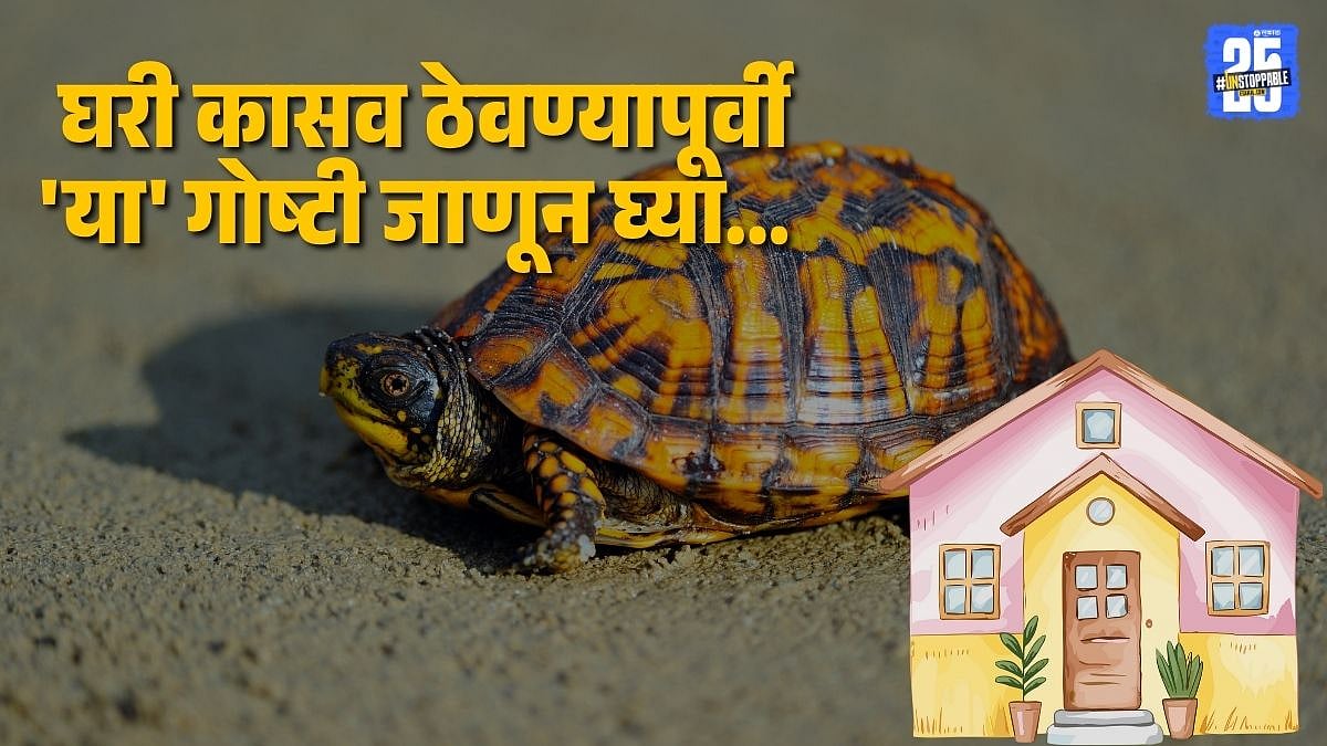 Feng Shui Turtle Benefits for Wealth & Career | Best Placement Tips ...