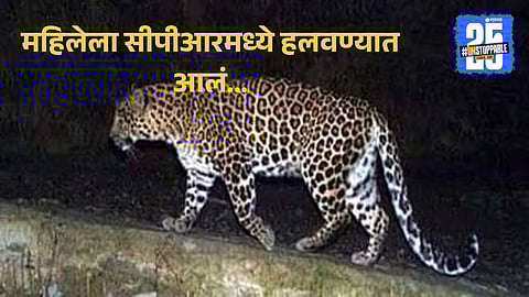 Leopard Attack Women Kolhapur