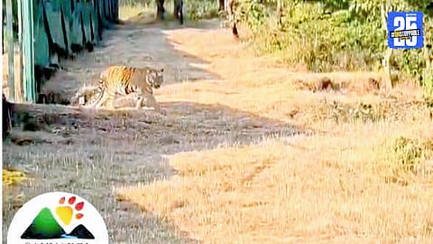 Relocated Chanda tigress—now named Tara—patrols her new territory in the Sahyadri Tiger Reserve, marking a major milestone in tiger conservation.