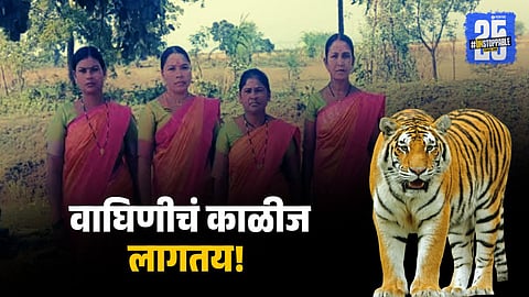 tadoba tiger women