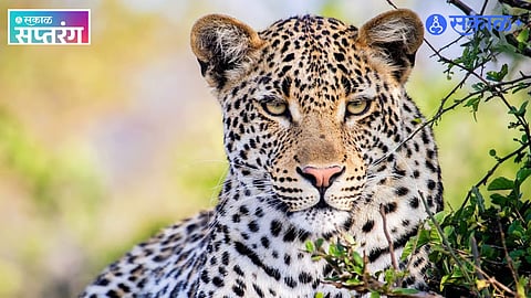 Leopard-Human Conflict