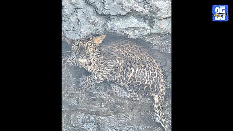 leopard Rescue