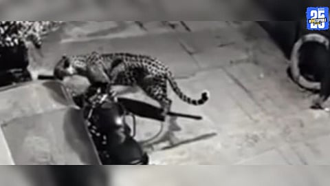 Leopard Spotted in Dhanori Munjabavasti on CCTV