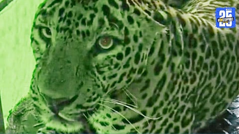 Back-to-Back Leopard Rescues in Sangamner: Wildlife Teams on High Alert