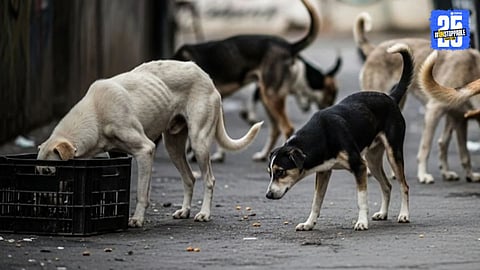 Stray dogs: भटक्या कुत्र्यांना सार्वजनिक ठिकाणी खाद्य देऊ नका, नसता कारवाई; राज्य सरकारचे आदेश