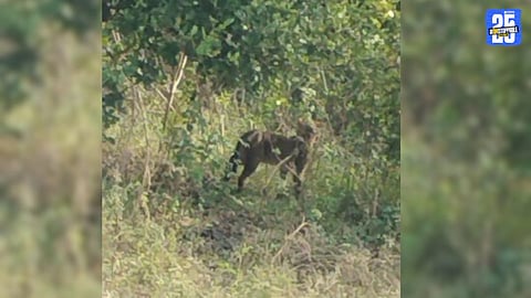 Leopard Spotted in Wan River Bed at Kakanwada