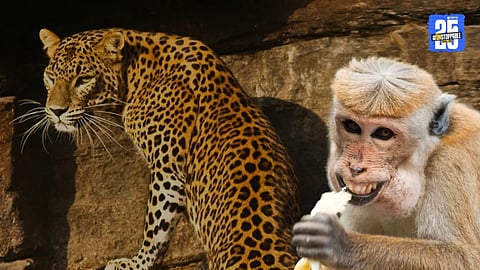 Panic in Pune Over Alleged Leopard Police Investigation Reveals It Was a Monkey