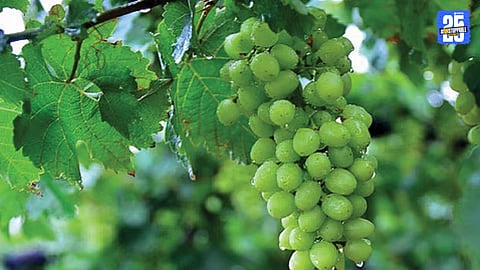 Grapes
