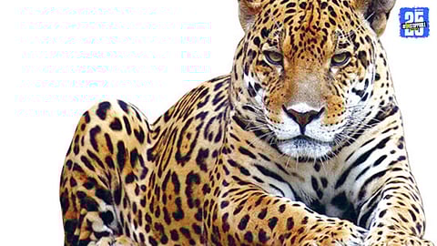 Leopard Movement  in Ghunaki - pargaon