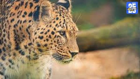 Ahilyanagar to Gujarat Wildlife Transfer: Permission Sought for Shifting 500 Leopards”