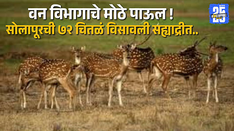 Wildlife Boost in Sahyadri! Solapur’s 72 Spotted Deer Rehabilitated to Support Tiger Reserve