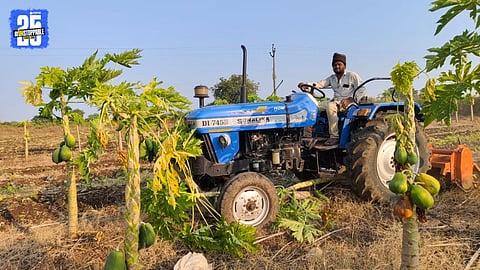 Papaya Orchard with Rotavator