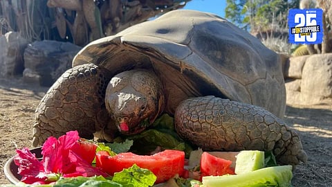 141-Year-Old Galapagos Tortoise Gramma Dies at San Diego Zoo, Witness to Two World Wars & 20 US Presidents
