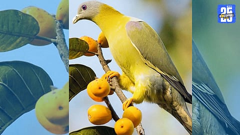 Rare Green Pigeon Spotted in Kirkasal; Villagers Celebrate Biodiversity Success