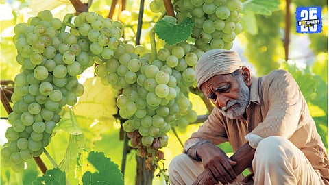 heavy rain hit to grapes season