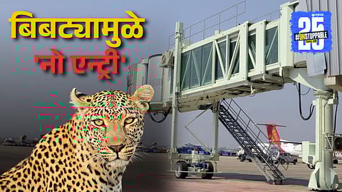 Wildlife Incidents Aviation Security 