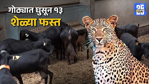 Leopard Attack on Goats in Junnar