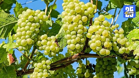 Grapes Farming 
