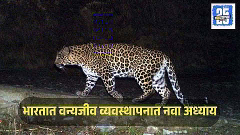 Maharashtra Leopard Sterilisation Trial