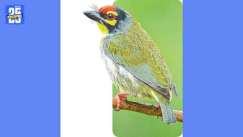 Coppersmith Barbet