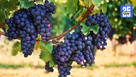 Grapes