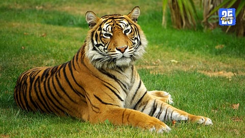 Nagpur Tiger