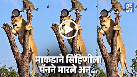 Animal Funny Viral Video