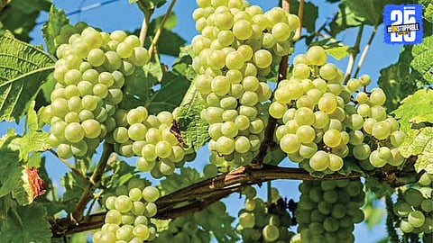grapes