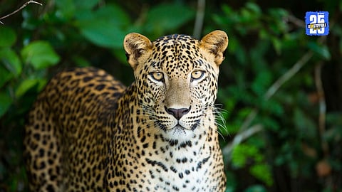 Leopard Attack Nanded