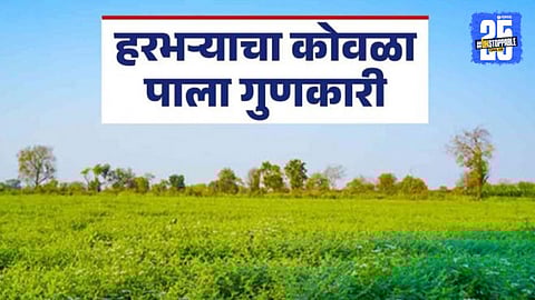 Harbhara Leaves Bhaji