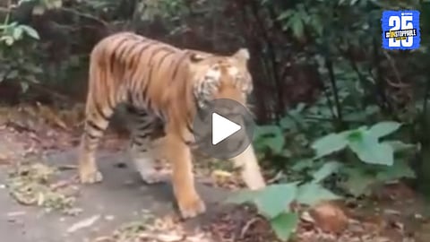 Tiger Kolhapur Video