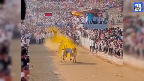 Grand Datt Jayanti Bullock Cart Races Begin in Ghodegaon