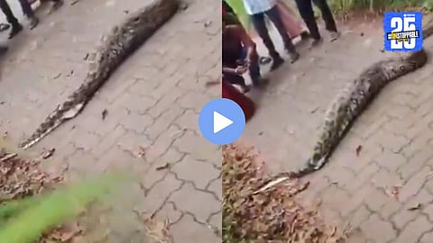 A massive python in Wayanad, Kerala attempting to cross the road after swallowing a full-grown deer, leaving locals stunned.