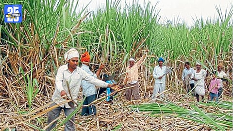Farmers Struggle as Scheduled Cutting