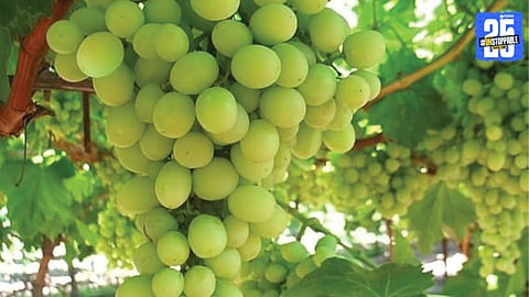 Grapes