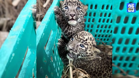 Leopard Cub Rescued in Kapari After 36-Hour Separation; Cane Harvesting Halts