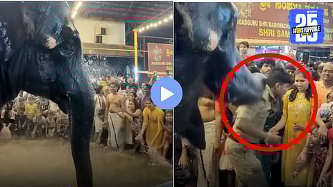 Elephant Viral Video