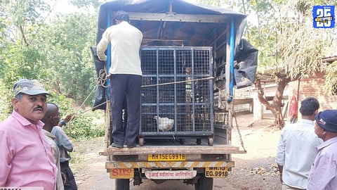 Leopard Sightings Increase Across Mokhada for Over a Month
