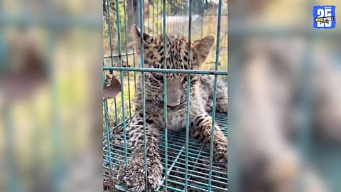 Bhandara forest team successfully reunites abandoned cub with mother.