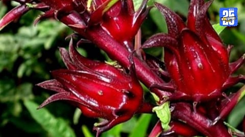 Ambadi Flowers Benefits