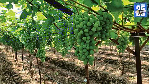 Grapes