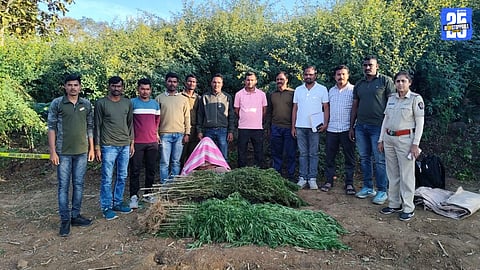 Secret Tip-off Leads Police to Ganja Plantation in Shivni